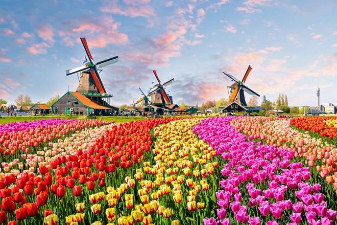 Traditional dutch windmills and houses near the canal in Zaanstad village surrounded by tulips