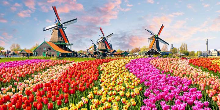 Traditional dutch windmills and houses near the canal in Zaanstad village surrounded by tulips