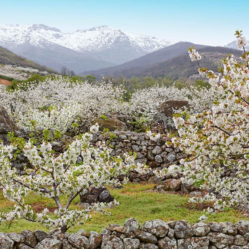 https://www.thetrainline.com/cms/media/1515/spain-cherry-blossom-jerte-valley-caceres-spring.jpg?height=800&mode=crop&quality=70&width=800