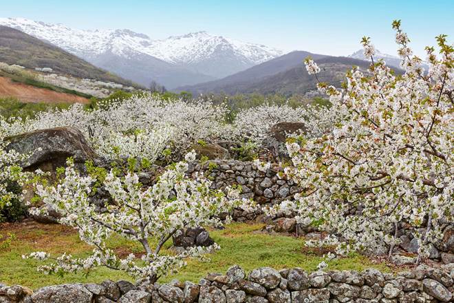 Cherry blossom in Jerte Valley, Caceres. Spring in Spain