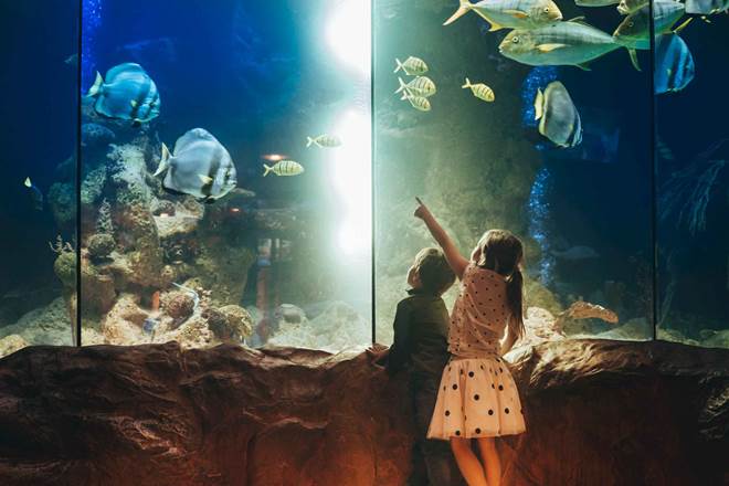 Two children, discovering underwater world in an aquarium