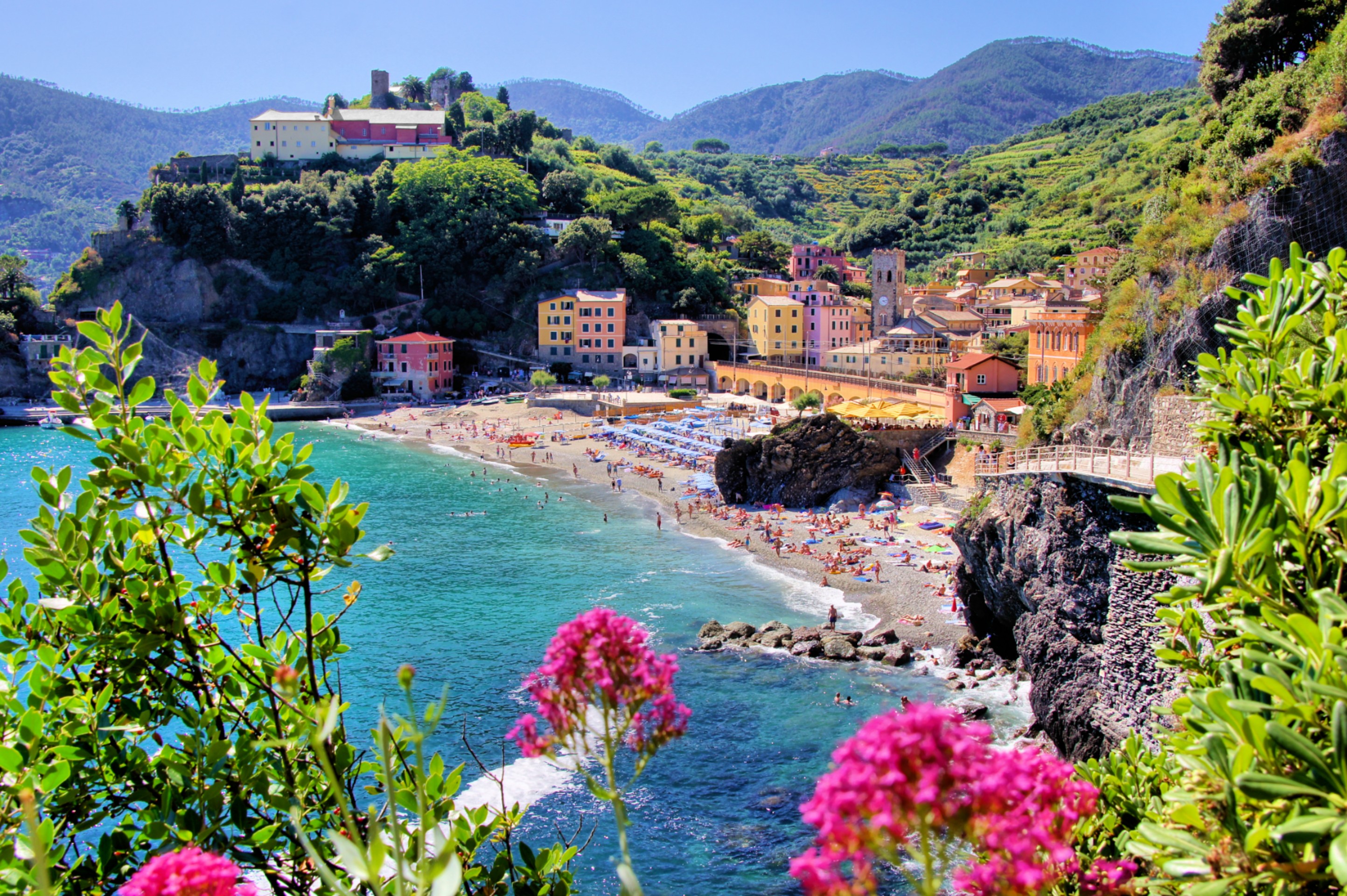 Alleato succulento privilegiato cinque terre from genoa campanula