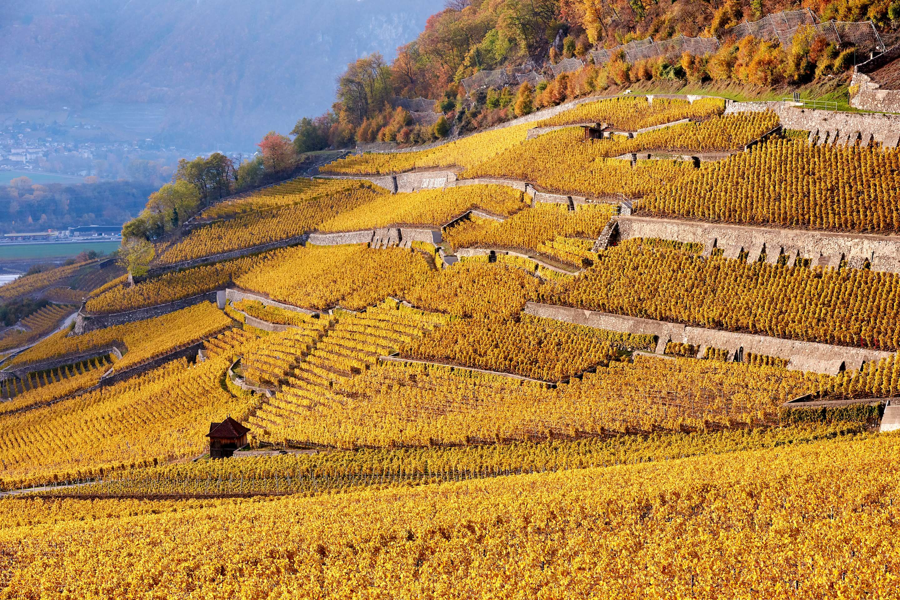 Vineyards in Lausanne