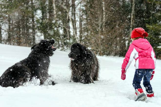 Les Vosges en hiver