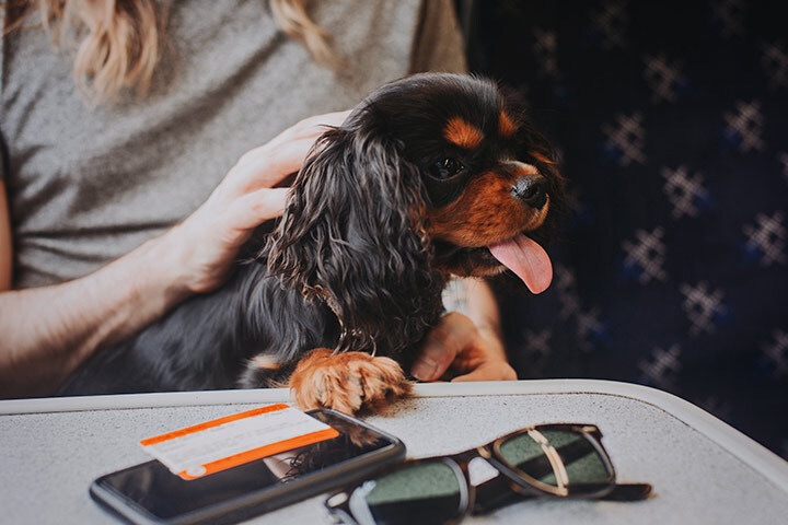Coach travel sales with a dog