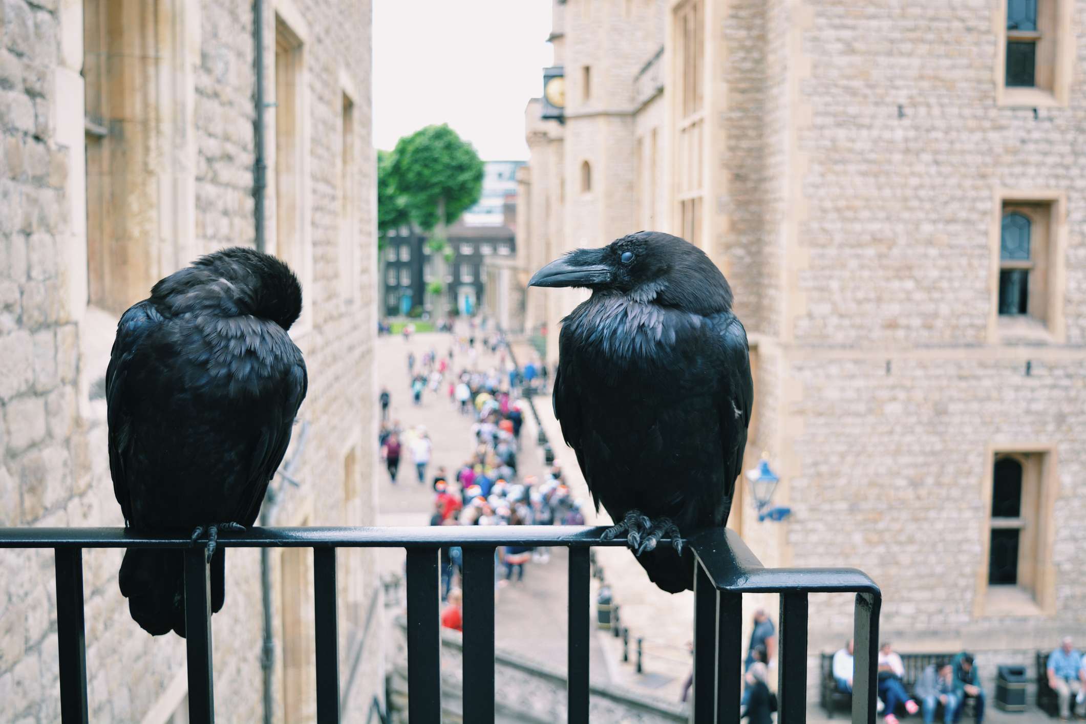 ravens perching over tower of london