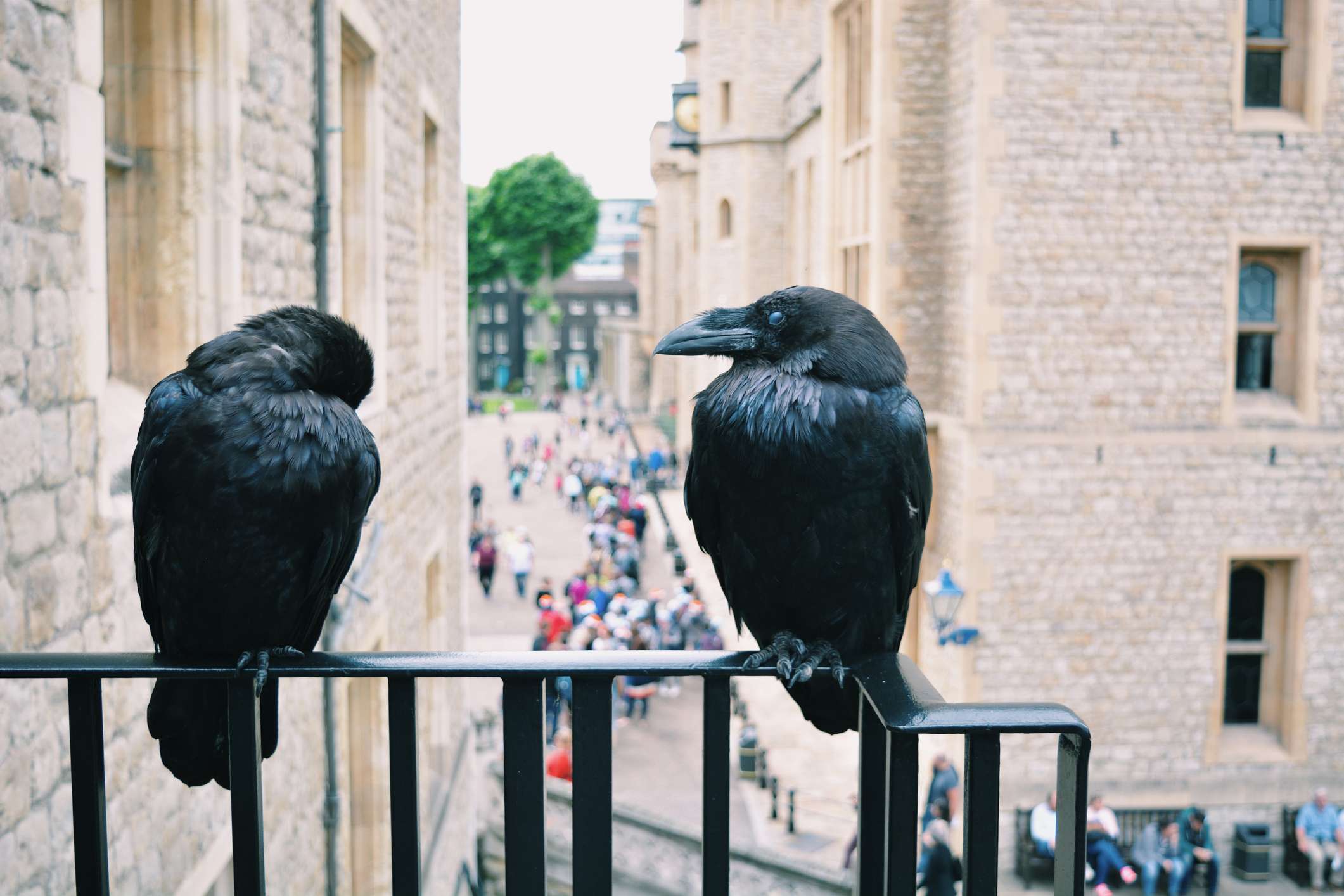 tower of london ravens names