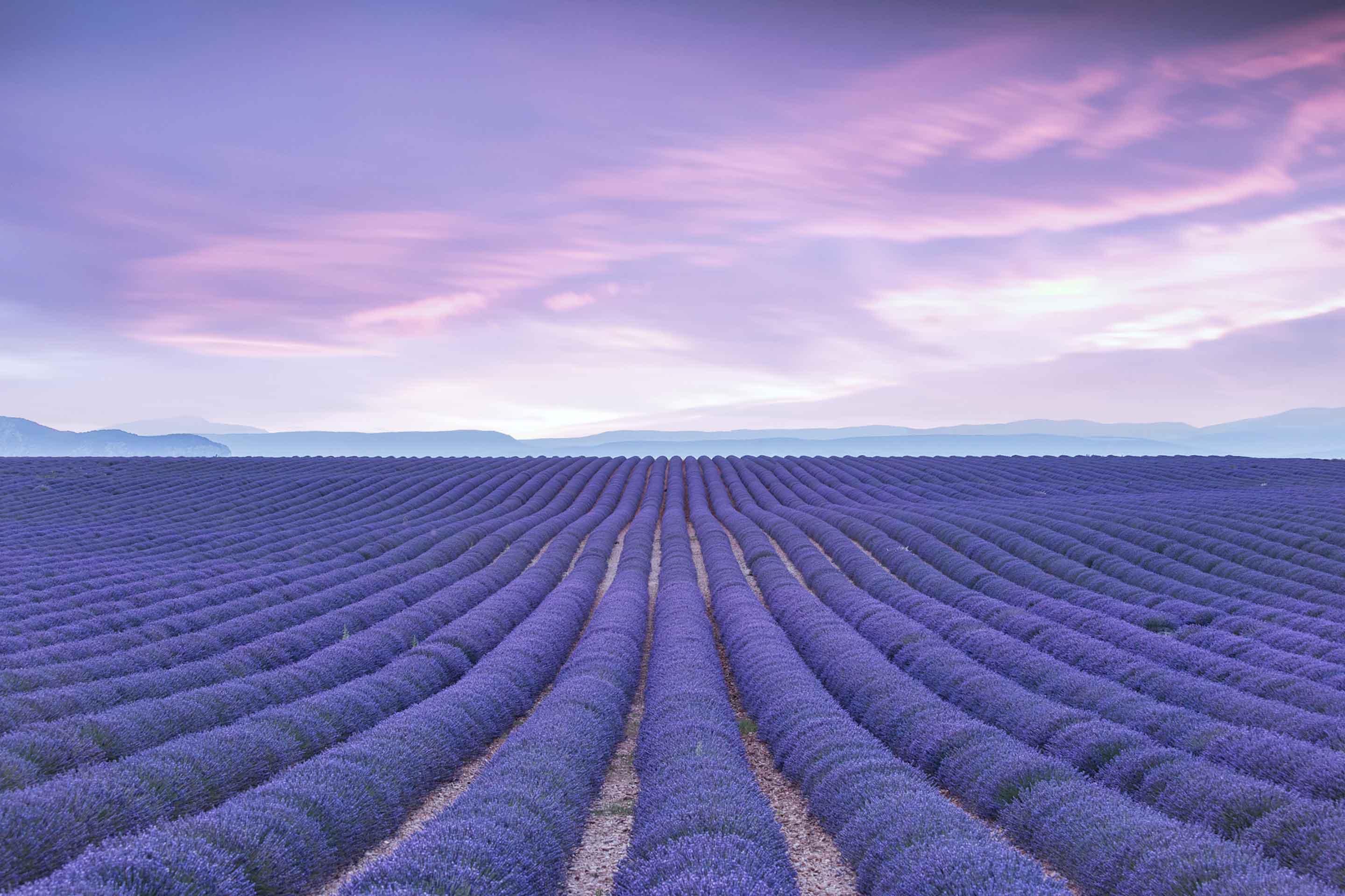 Lavender fields stretching across Provence, France