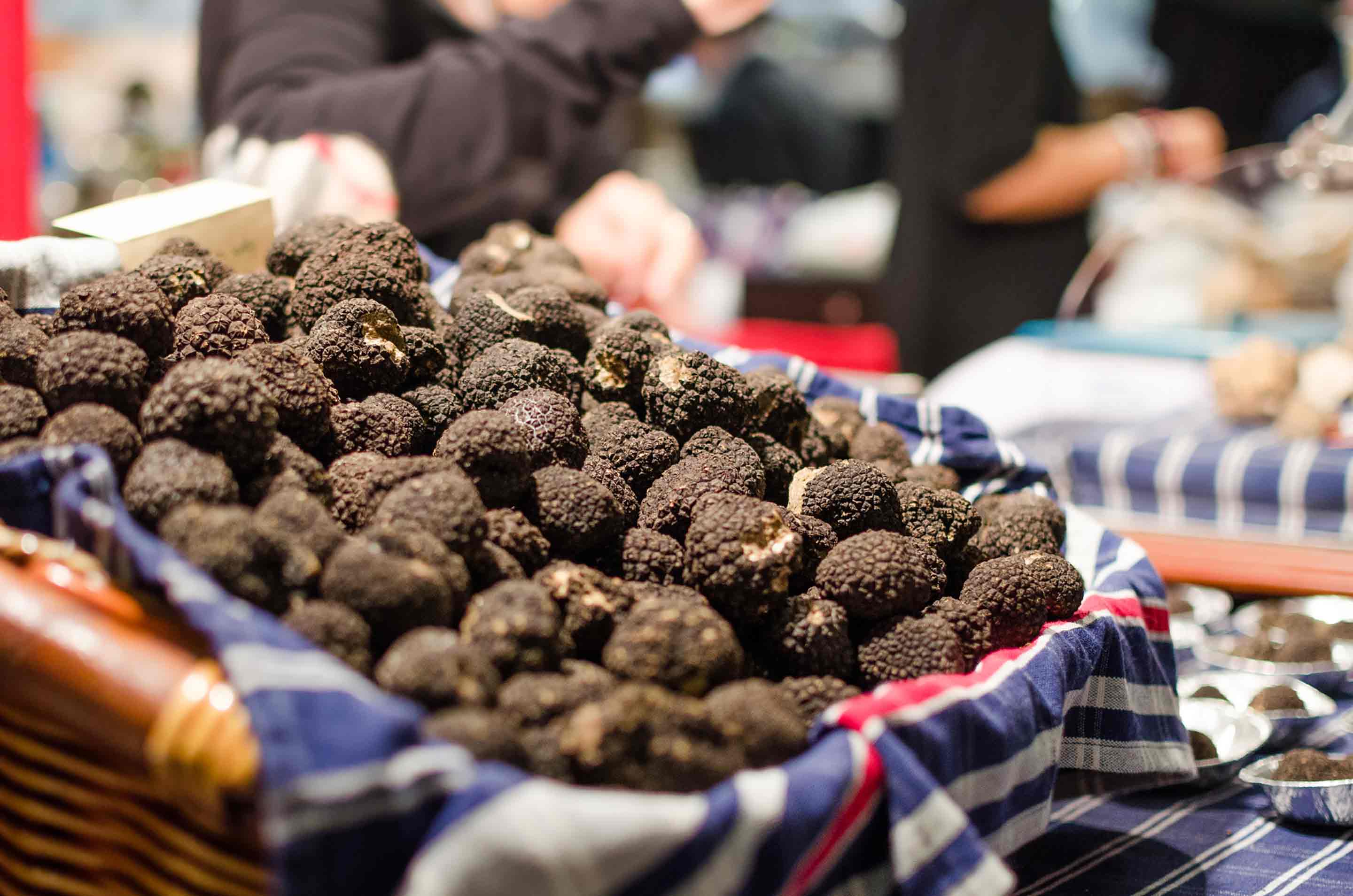 Truffle hunting 101 What to know about truffles in Europe Trainline
