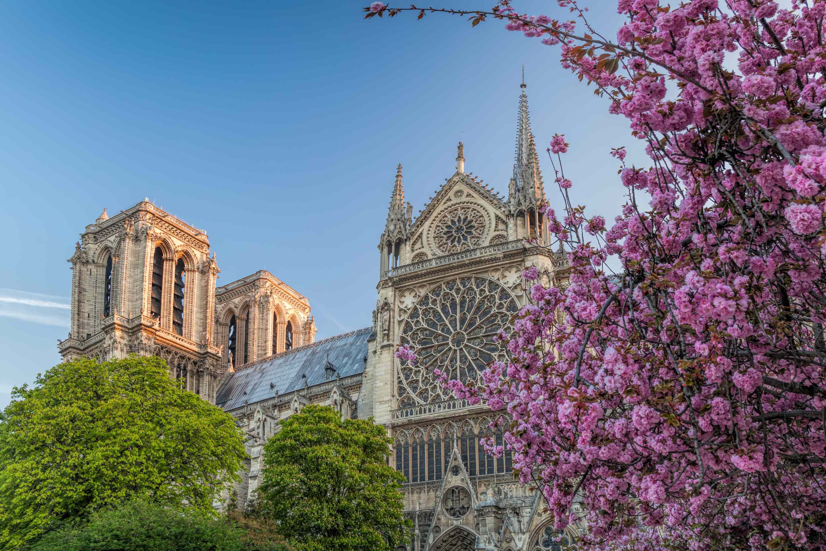 Spring flowers in Paris guide for spotting blooms Trainline